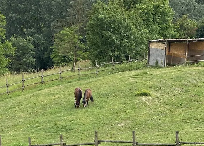 Freedoms Reins Farm Casalborgone